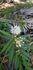 Asclepias perennis image