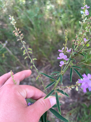 Desmodium sessilifolium, photograph (c) paige, some rights reserved (CC BY)