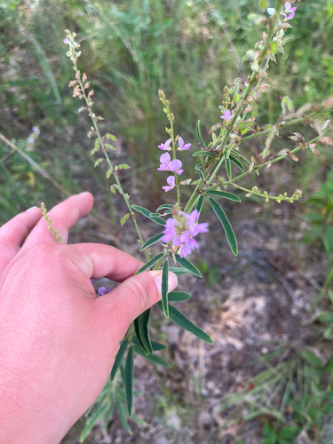 Desmodium sessilifolium, photograph 4