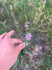 Desmodium sessilifolium, photograph (c) paige, some rights reserved (CC BY)