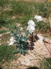 Argemone albiflora texana