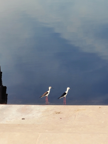 Black-winged Stilt