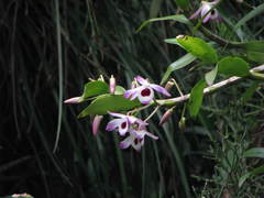 Dendrobium
