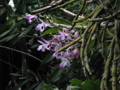 Dendrobium