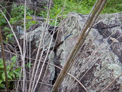 Plestiodon callicephalus