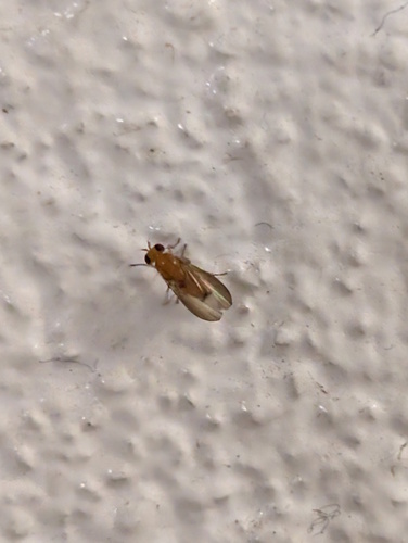 Homoneura laticosta