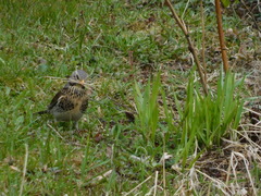 Turdus pilaris