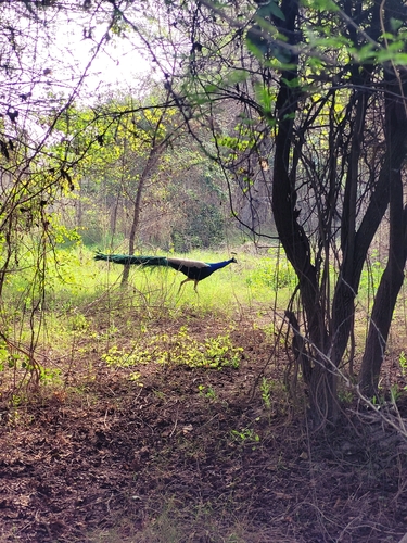Indian Peafowl