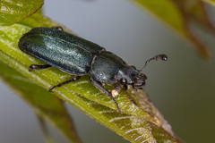Platycerus caraboides
