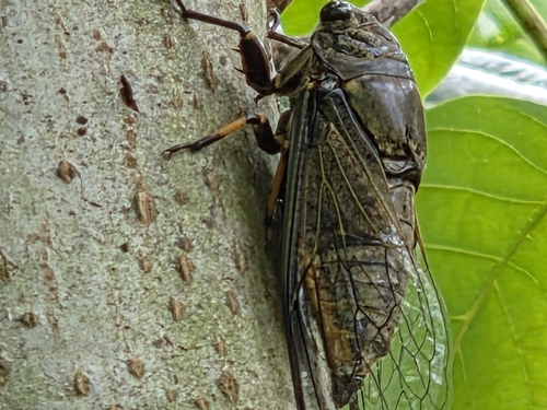 Eastern horse cicada