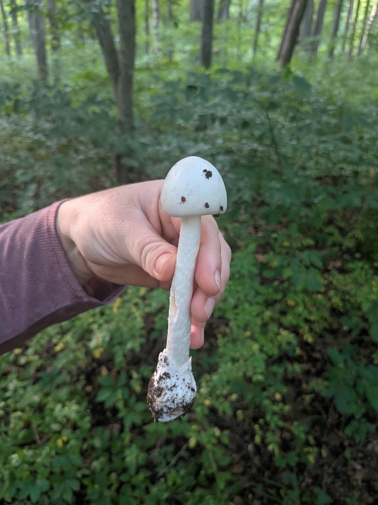 Eastern North American Destroying Angel · August 2026 · photo: Photo: (c) Scarlett S., some rights reserved (CC BY) · iNaturalist