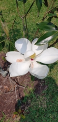 Magnolia grandiflora
