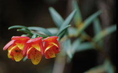 Bomarea linifolia
