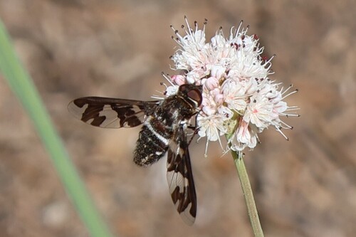 iNaturalist observation photo of Exoprosopa