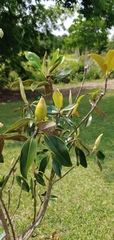 Magnolia grandiflora