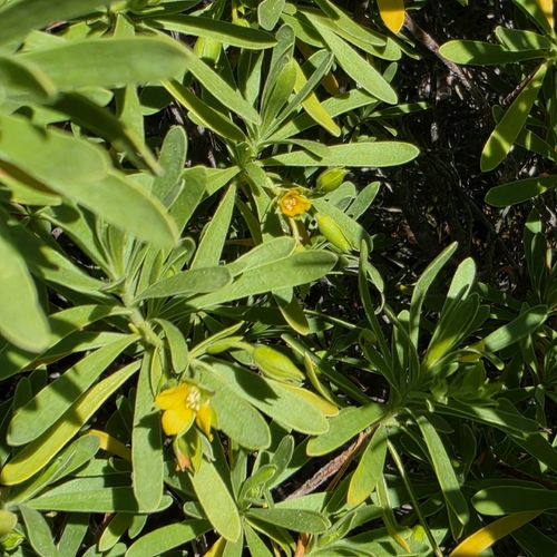Suriana maritima, photograph 6