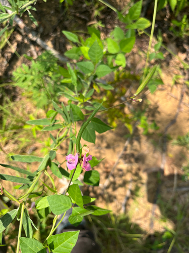 trailing fuzzy-bean