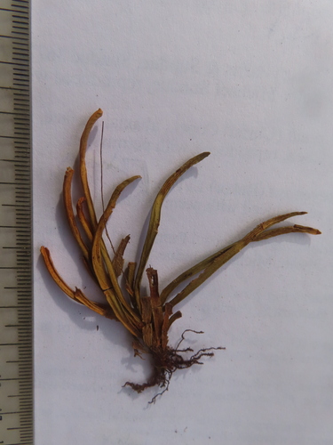 Scleroglossum sulcatum observed 2006-08-19