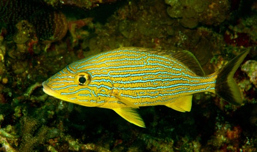 Bluestriped Grunt
