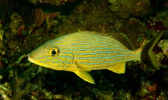 Bluestriped Grunt photo 3