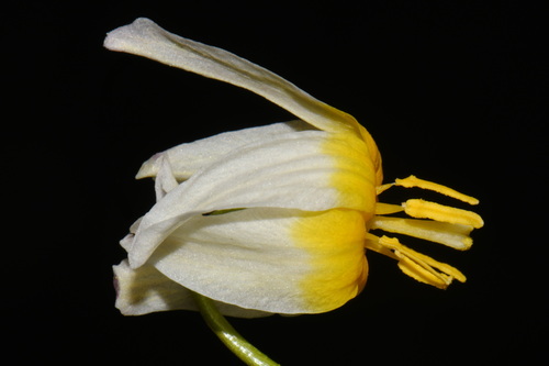 Erythronium purpurascens, photograph 1