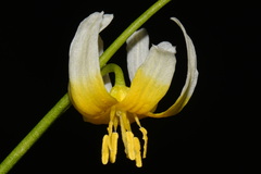 Erythronium purpurascens