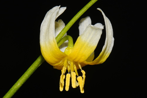 Erythronium purpurascens, photograph 3