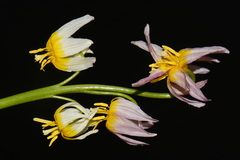 (c) Brian Finzel, some rights reserved (CC BY-SA) Erythronium purpurascens, photograph (c) Brian Finzel, some rights reserved (CC BY-SA)
