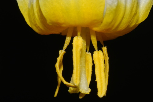 Erythronium purpurascens, photograph 4