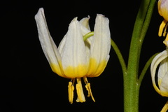 (c) Brian Finzel, some rights reserved (CC BY-SA) Erythronium purpurascens, photograph (c) Brian Finzel, some rights reserved (CC BY-SA)