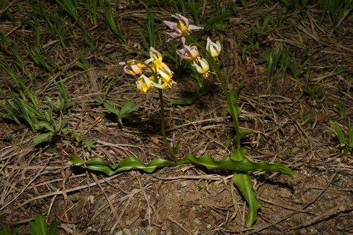 Erythronium purpurascens, photograph 6