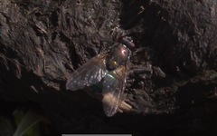 Eudasyphora cyanella