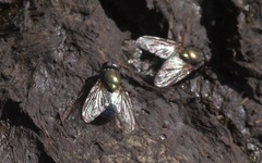 Eudasyphora cyanella
