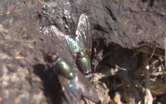 Eudasyphora cyanella