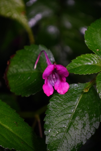Impatiens commelinoides
