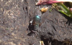 Eudasyphora cyanella