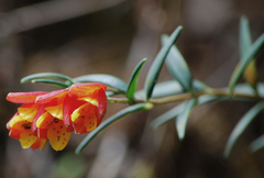 Bomarea linifolia