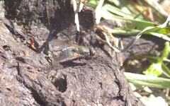 Eudasyphora cyanella