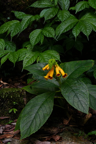 Titanotrichum oldhamii