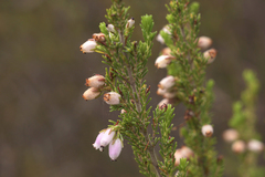 Erica pubigera