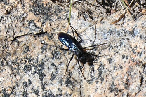 iNaturalist observation photo of Square-headed Wasps, Sand Wasps, and Allies
