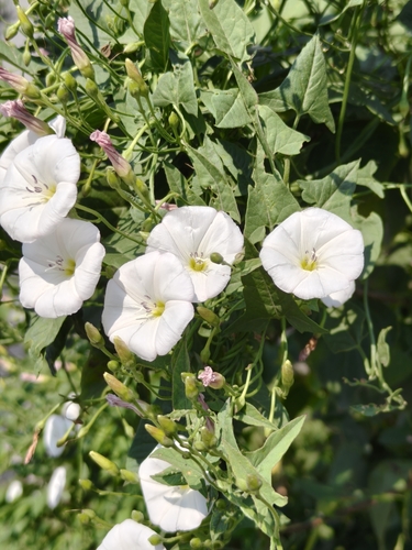 field bindweed