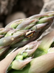 Crioceris paracenthesis