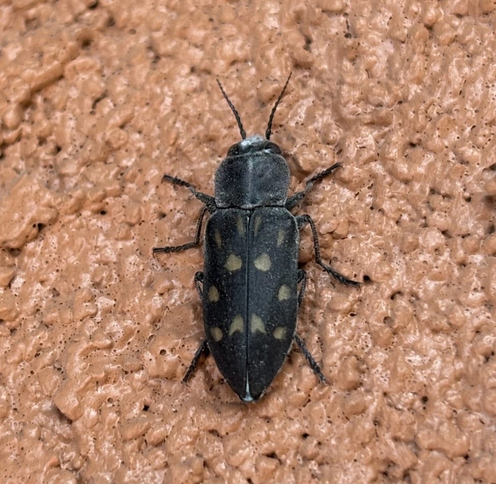 Charcoal Beetle