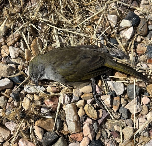 Green-tailed Towhee