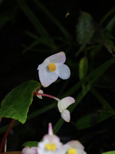 Begonia digyna