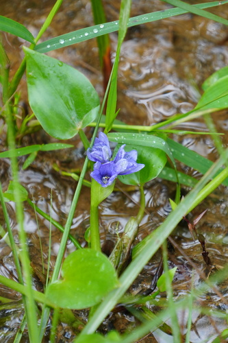 Heartleaf False Pickerelweed