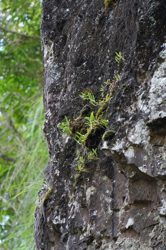 Pholidota cantonensis