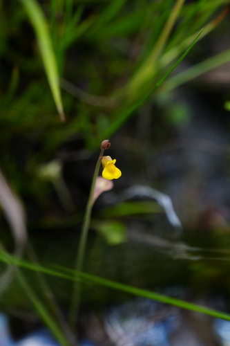 Bifid Bladderwort