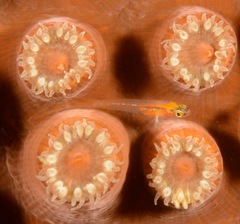 Coryphopterus hyalinus